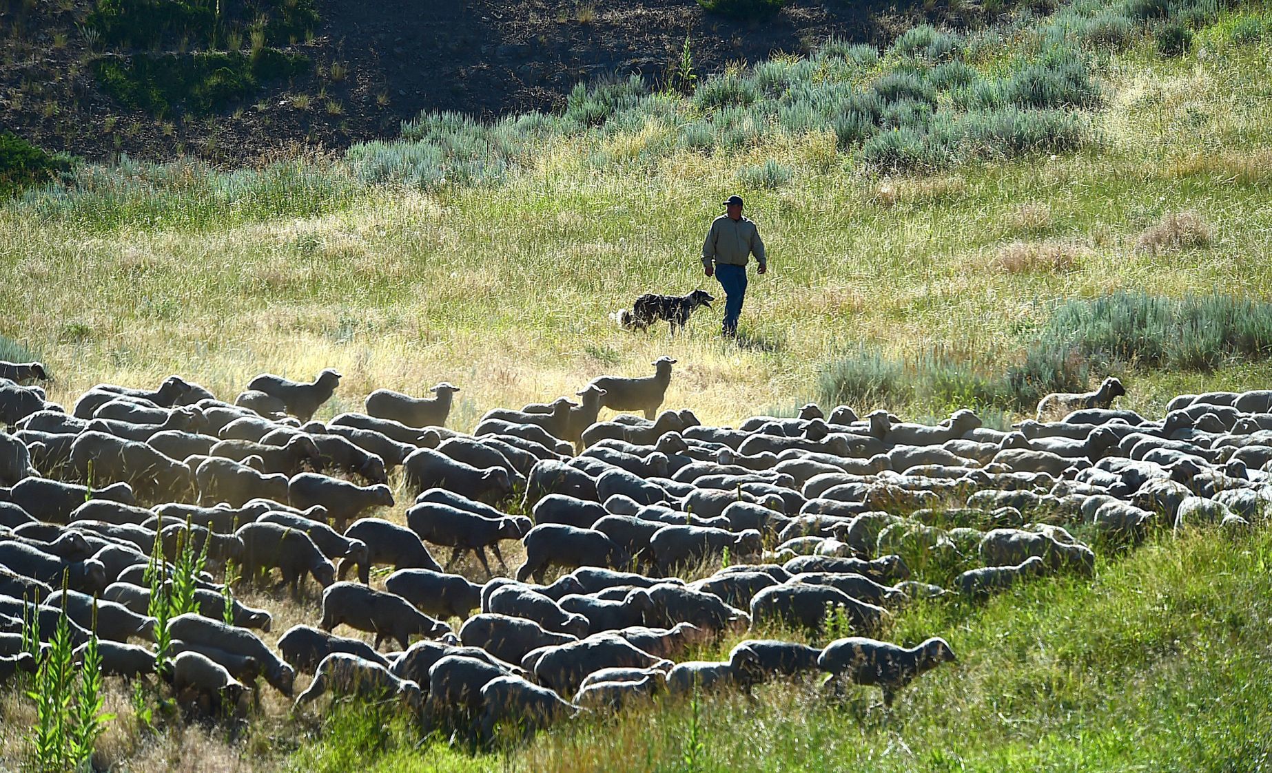 Sheep with Ben Lehfeldt